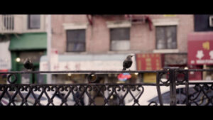 Still from Yoko Chen's short essay film shows a small nyc bird sitting on a metal fence