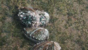 still image from Julie's film showing the mollusks